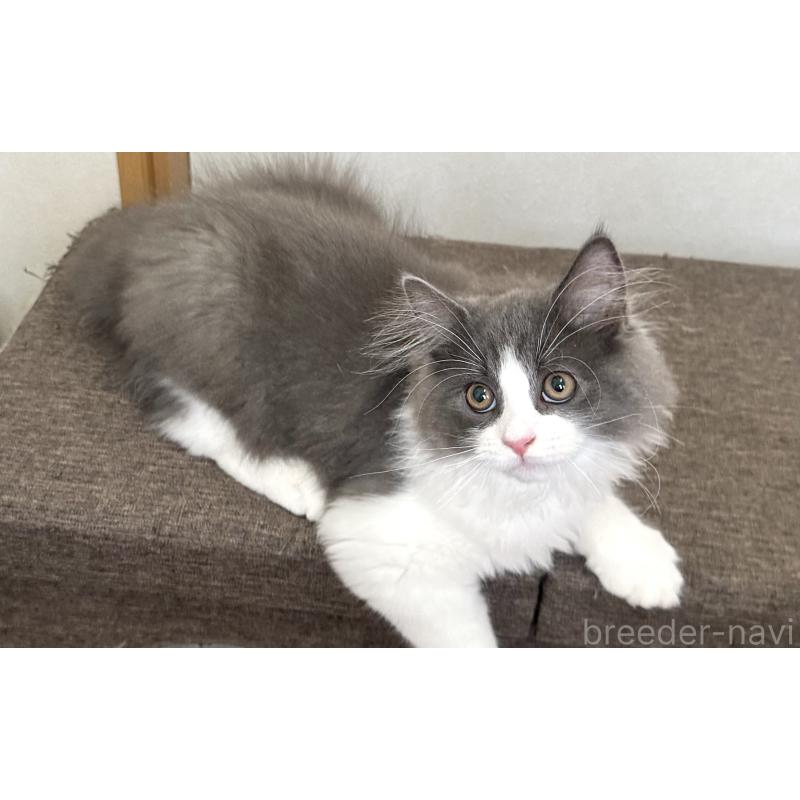 販売中の千葉県のラガマフィン-133930の5枚目