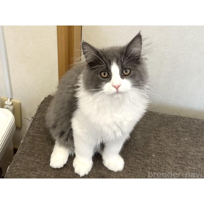 販売中の千葉県のラガマフィン-133930の4枚目