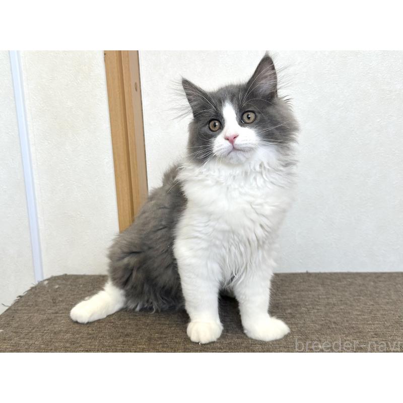 販売中の千葉県のラガマフィン-133930の3枚目