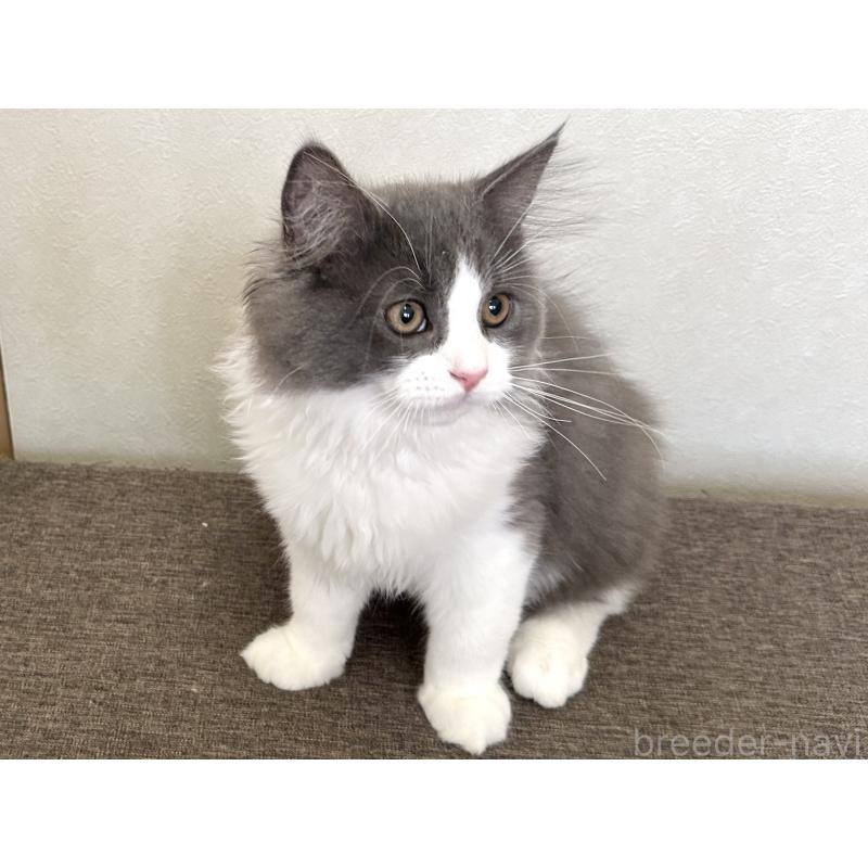 販売中の千葉県のラガマフィン-133930の2枚目