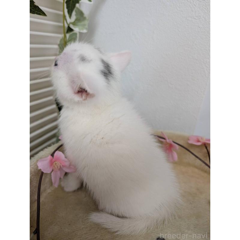 販売中の大阪府のアメリカンショートヘア-139506の4枚目