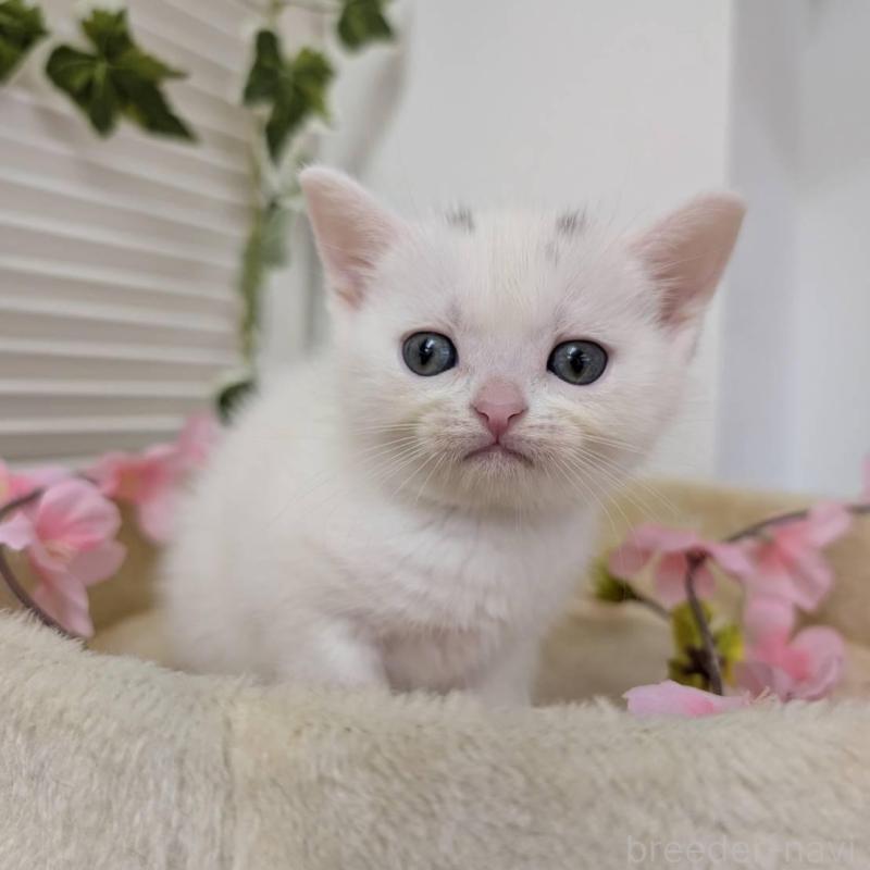 販売中の大阪府のアメリカンショートヘア-139506の1枚目