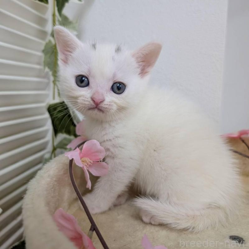 販売中の大阪府のアメリカンショートヘア-139506の3枚目