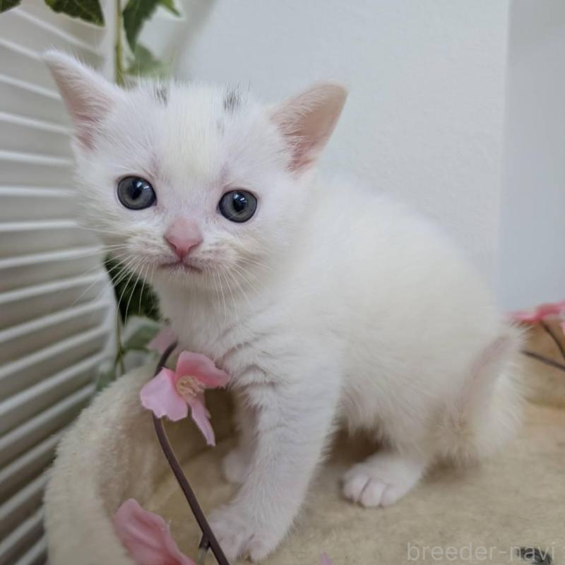 販売中の大阪府のアメリカンショートヘア-139506の2枚目