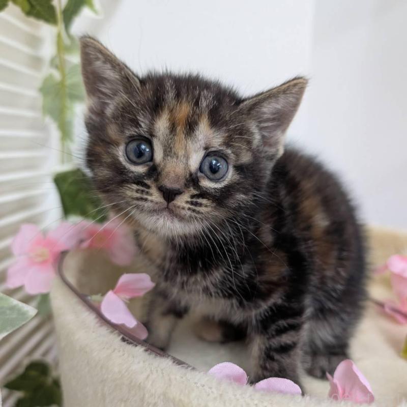 販売中の大阪府のアメリカンショートヘア-139507