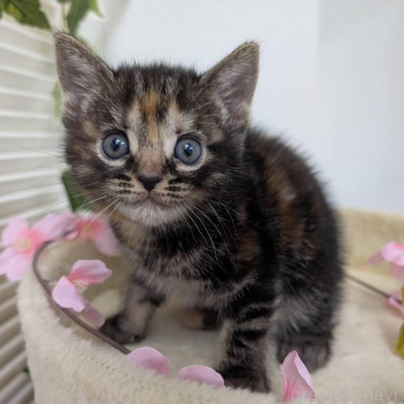 販売中の大阪府のアメリカンショートヘア-139507の4枚目