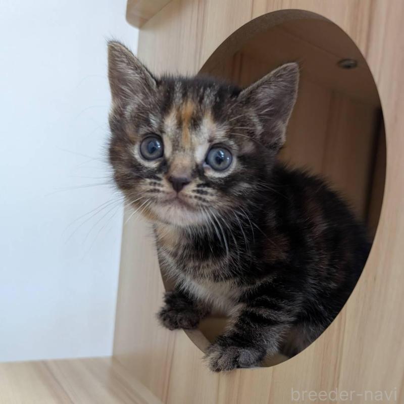 販売中の大阪府のアメリカンショートヘア-139507の3枚目