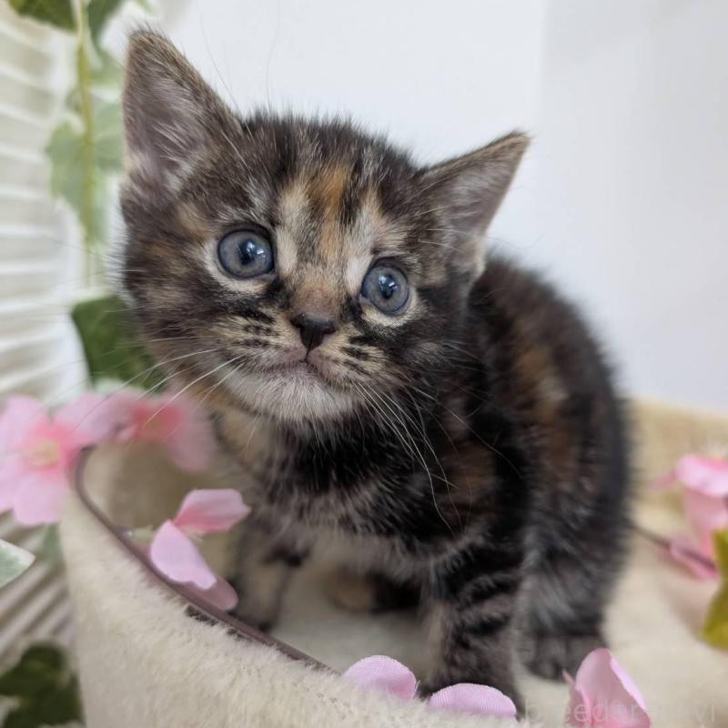 販売中の大阪府のアメリカンショートヘア-139507の2枚目