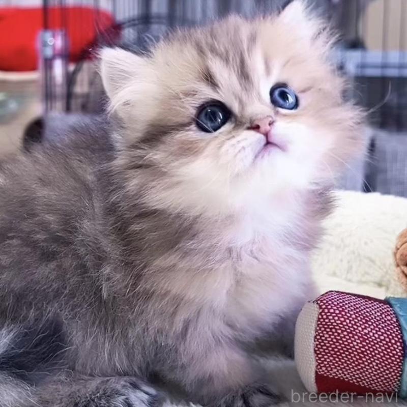 販売中の岐阜県のペルシャ(チンチラ)-139508の9枚目