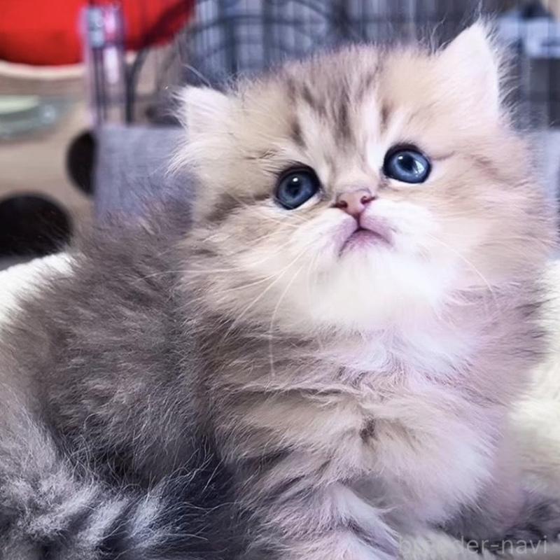 販売中の岐阜県のペルシャ(チンチラ)-139508の7枚目