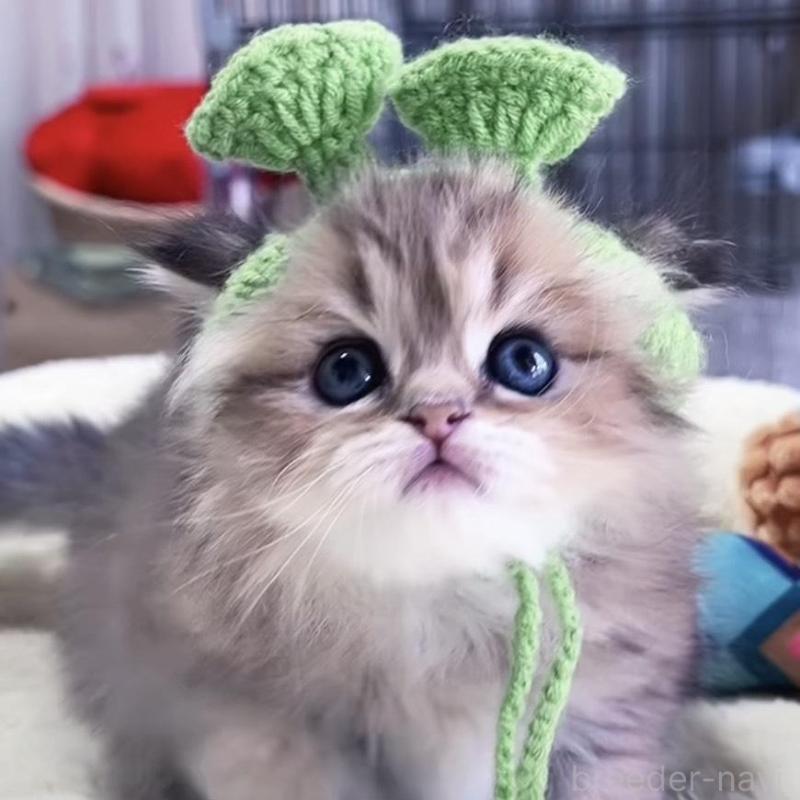 販売中の岐阜県のペルシャ(チンチラ)-139508の6枚目