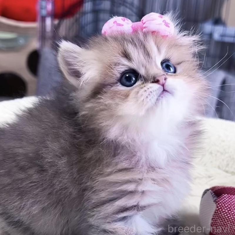 販売中の岐阜県のペルシャ(チンチラ)-139508の5枚目