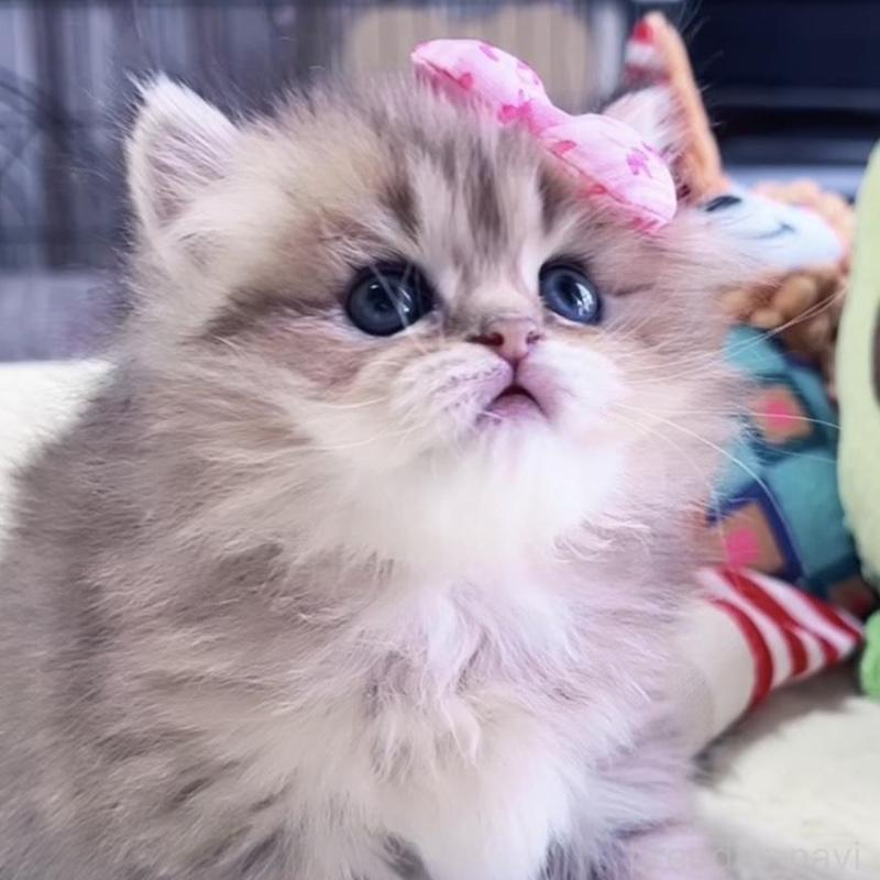 販売中の岐阜県のペルシャ(チンチラ)-139508の4枚目