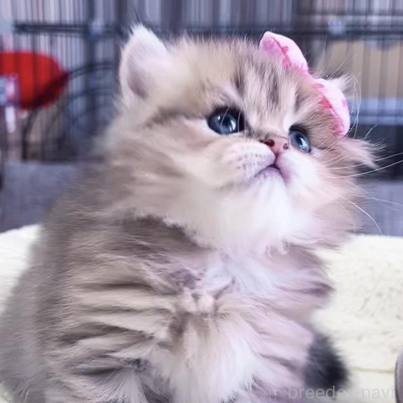 販売中の岐阜県のペルシャ(チンチラ)-139508の2枚目