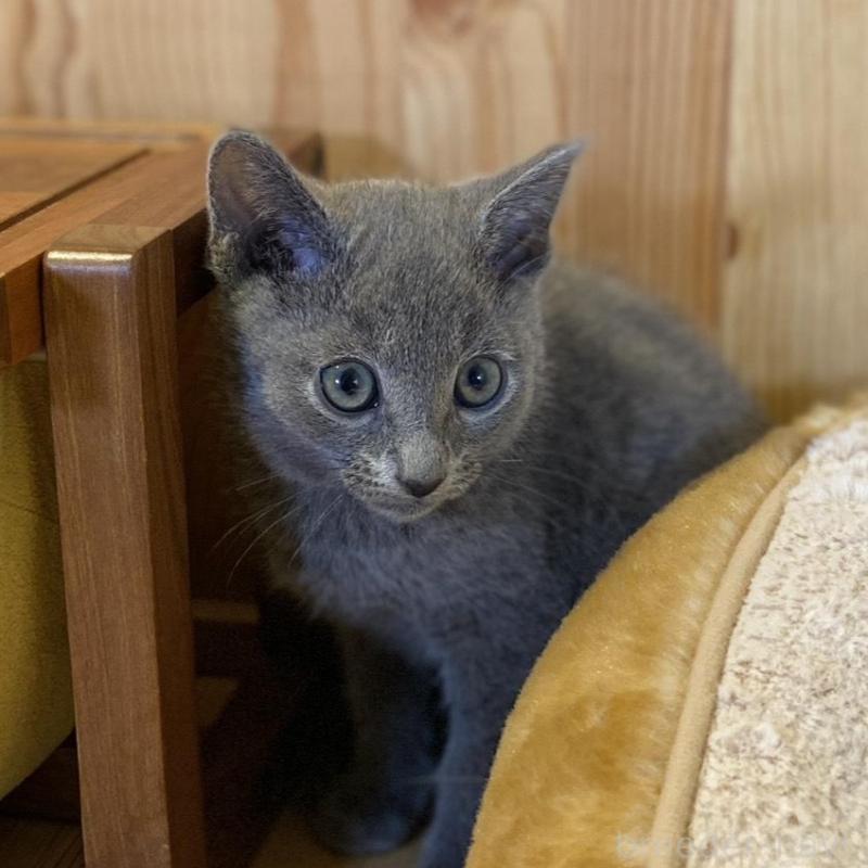 販売中の長野県のロシアンブルー-139510の12枚目