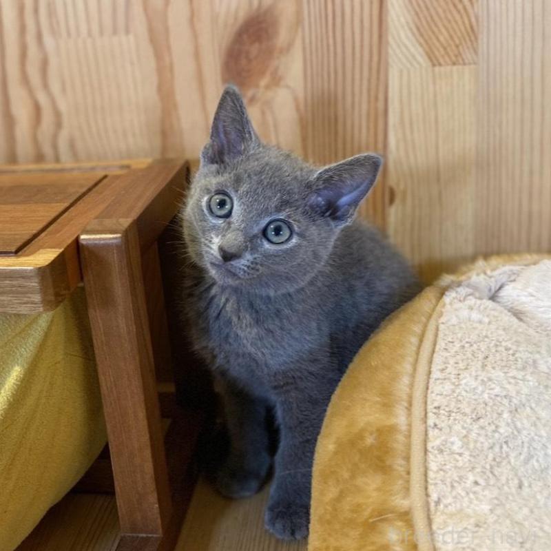 販売中の長野県のロシアンブルー-139510の11枚目