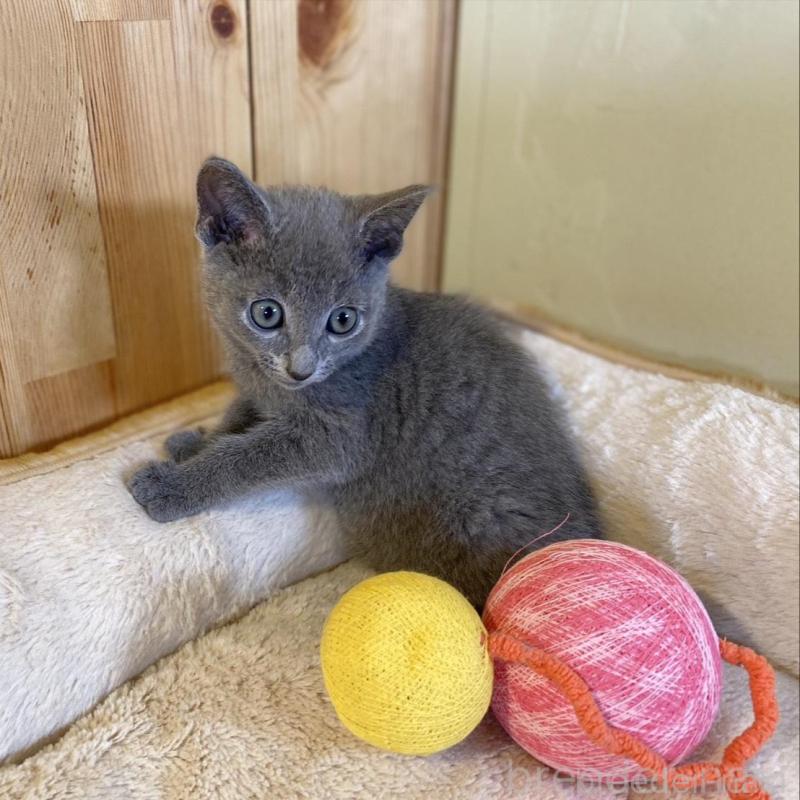 販売中の長野県のロシアンブルー-139510の10枚目