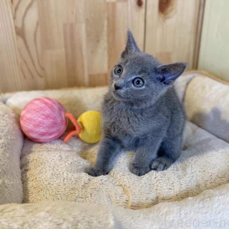 販売中の長野県のロシアンブルー-139510の9枚目