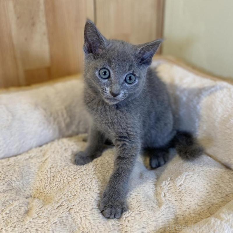 販売中の長野県のロシアンブルー-139510の8枚目