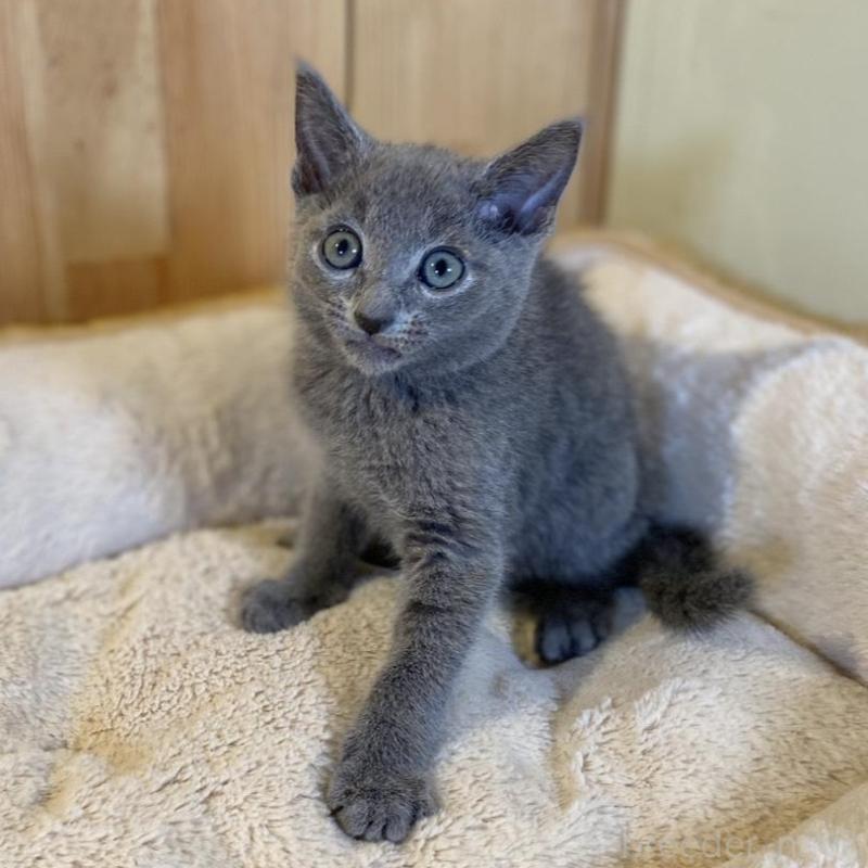 販売中の長野県のロシアンブルー-139510の7枚目