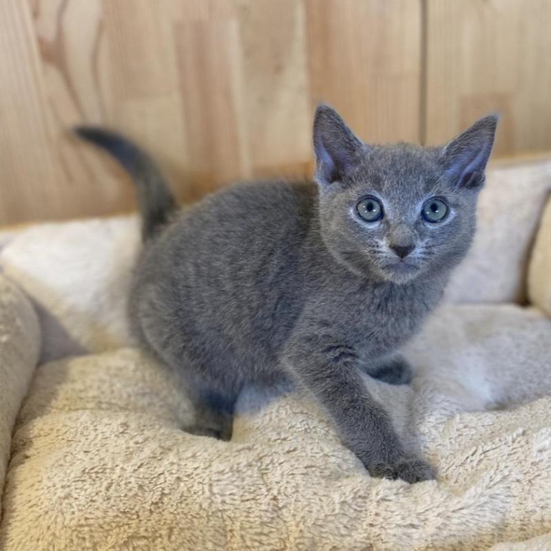 販売中の長野県のロシアンブルー-139510の6枚目