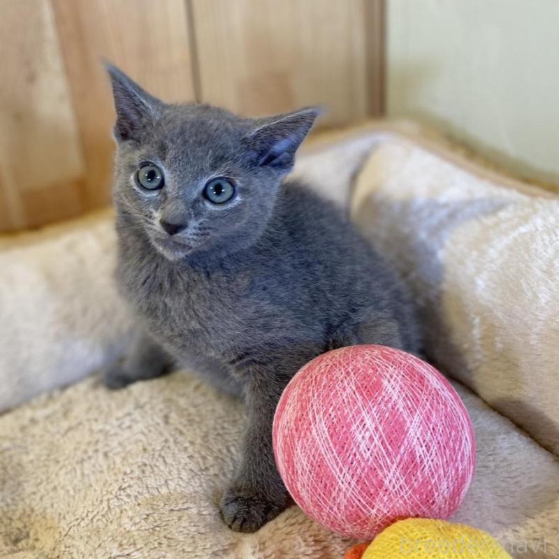 販売中の長野県のロシアンブルー-139510の4枚目