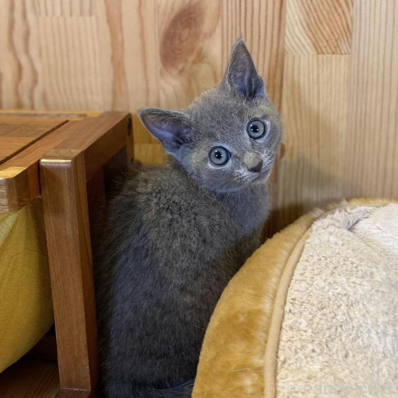 販売中の長野県のロシアンブルー-139510の3枚目