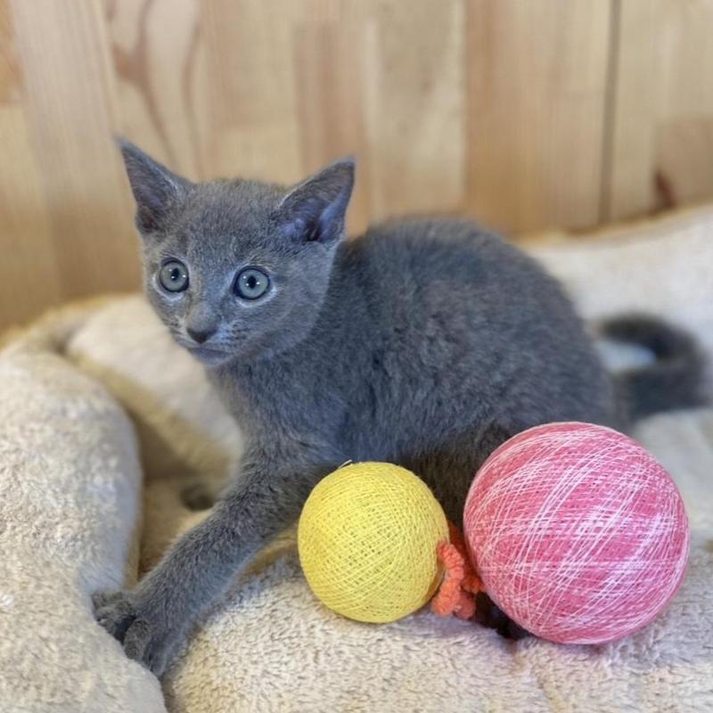 販売中の長野県のロシアンブルー-139510の2枚目