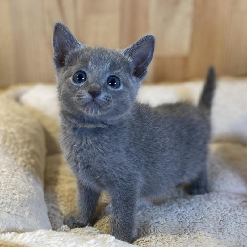 販売中の長野県のロシアンブルー-139511の1枚目