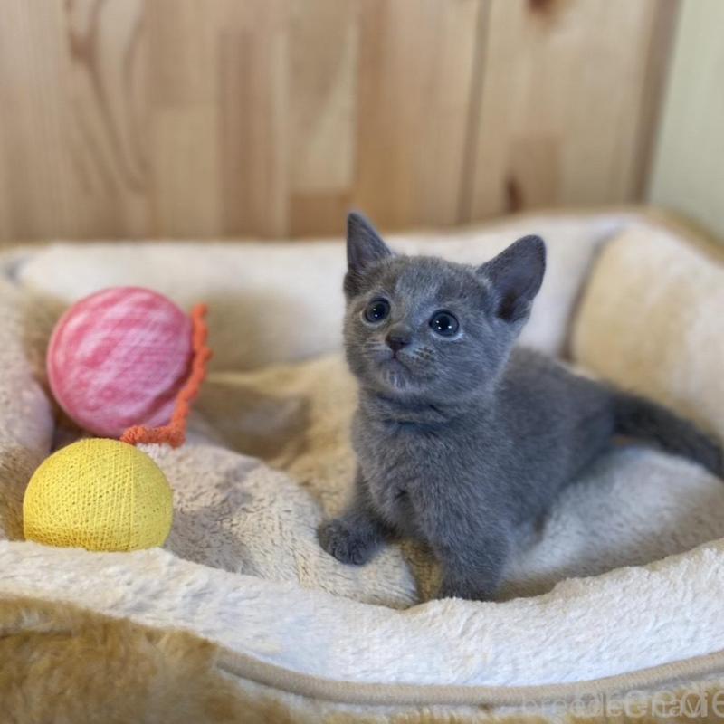 販売中の長野県のロシアンブルー-139511の11枚目