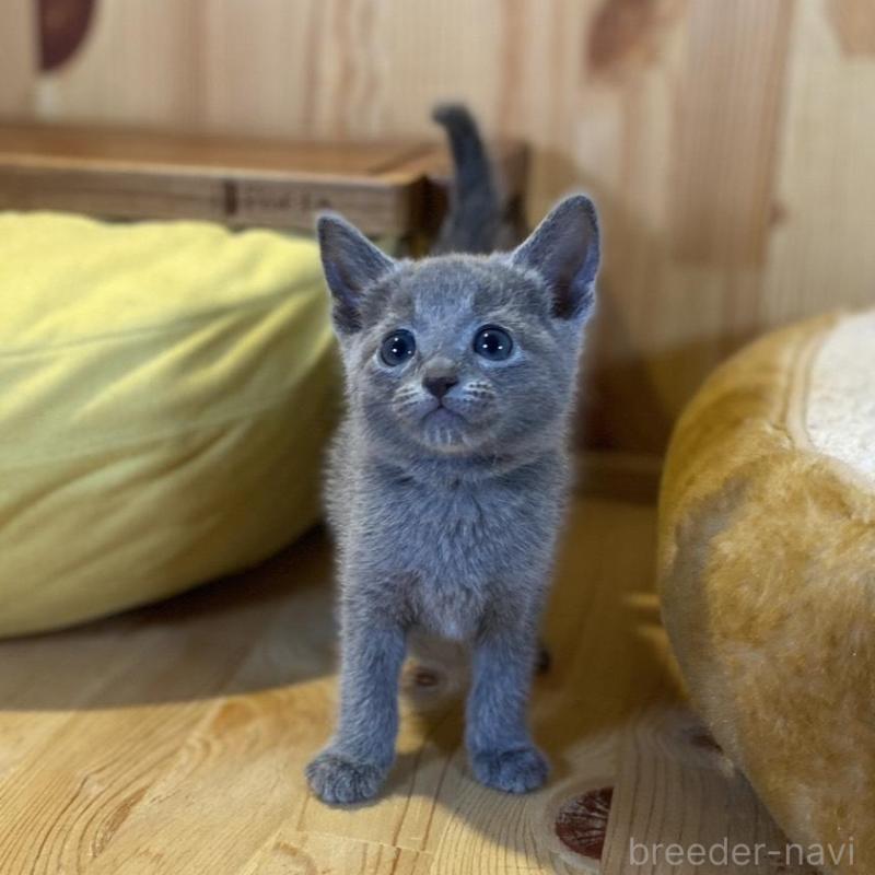販売中の長野県のロシアンブルー-139511の10枚目