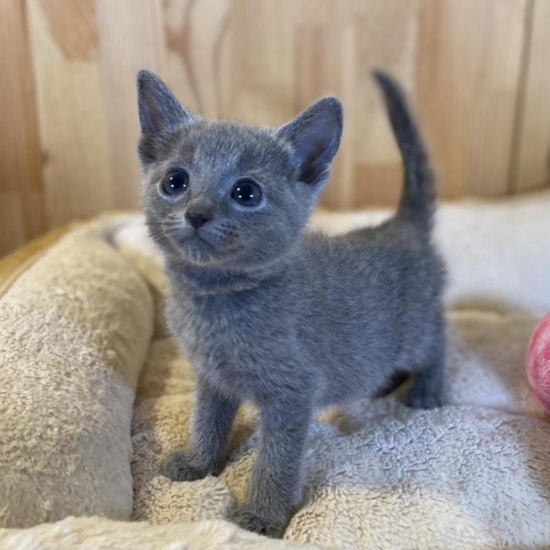 販売中の長野県のロシアンブルー-139511の8枚目