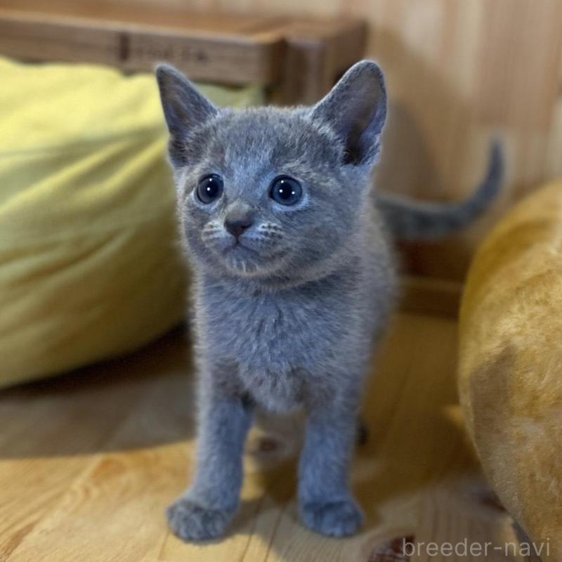 販売中の長野県のロシアンブルー-139511の6枚目