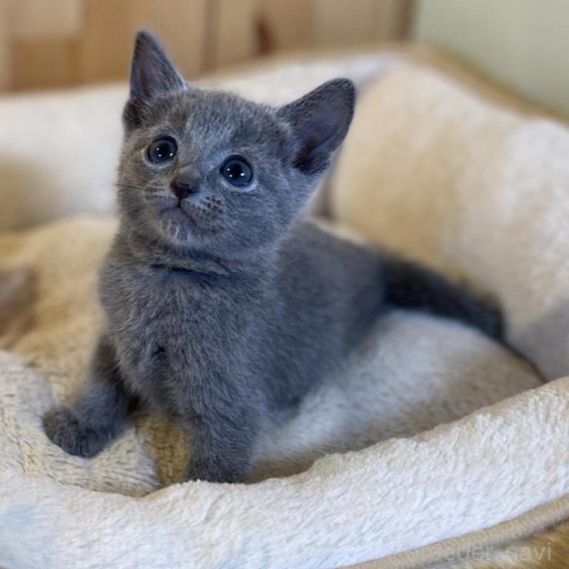 販売中の長野県のロシアンブルー-139511の5枚目