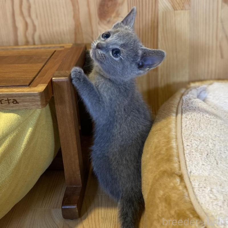 販売中の長野県のロシアンブルー-139511の4枚目