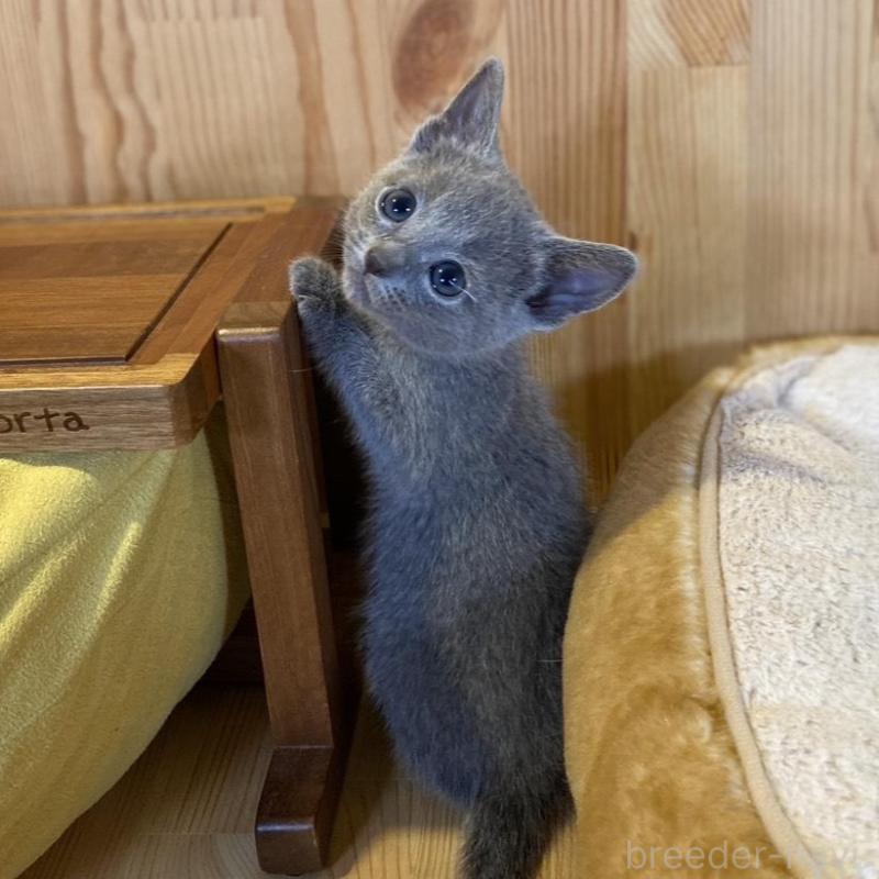 販売中の長野県のロシアンブルー-139511の3枚目