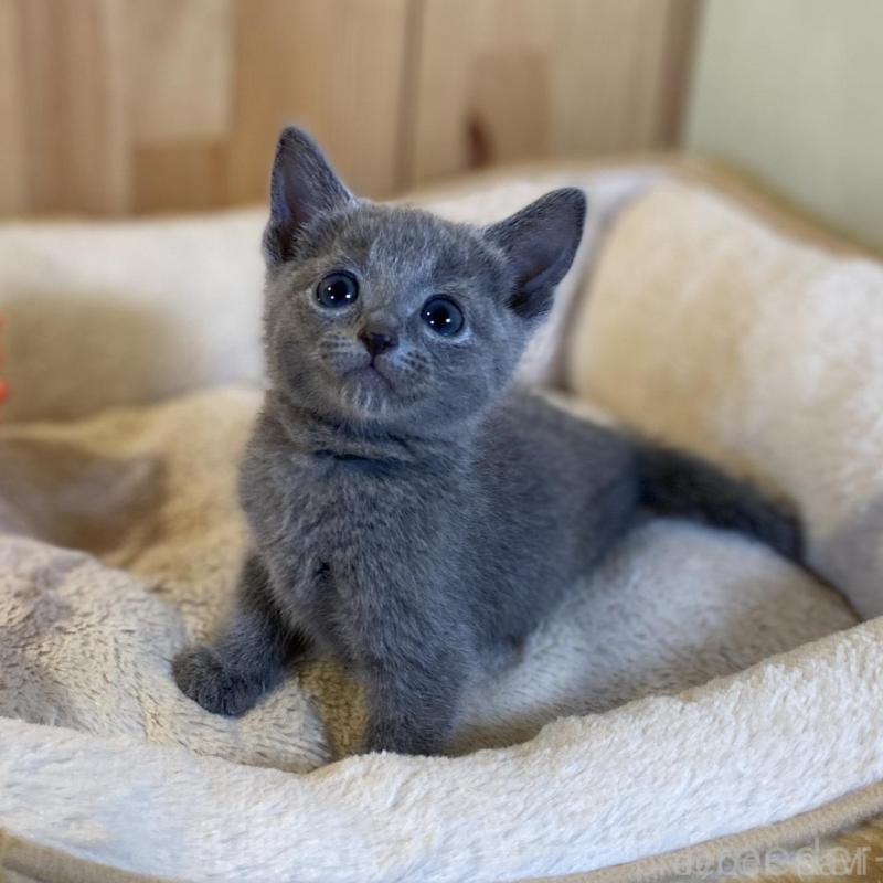 販売中の長野県のロシアンブルー-139511の2枚目