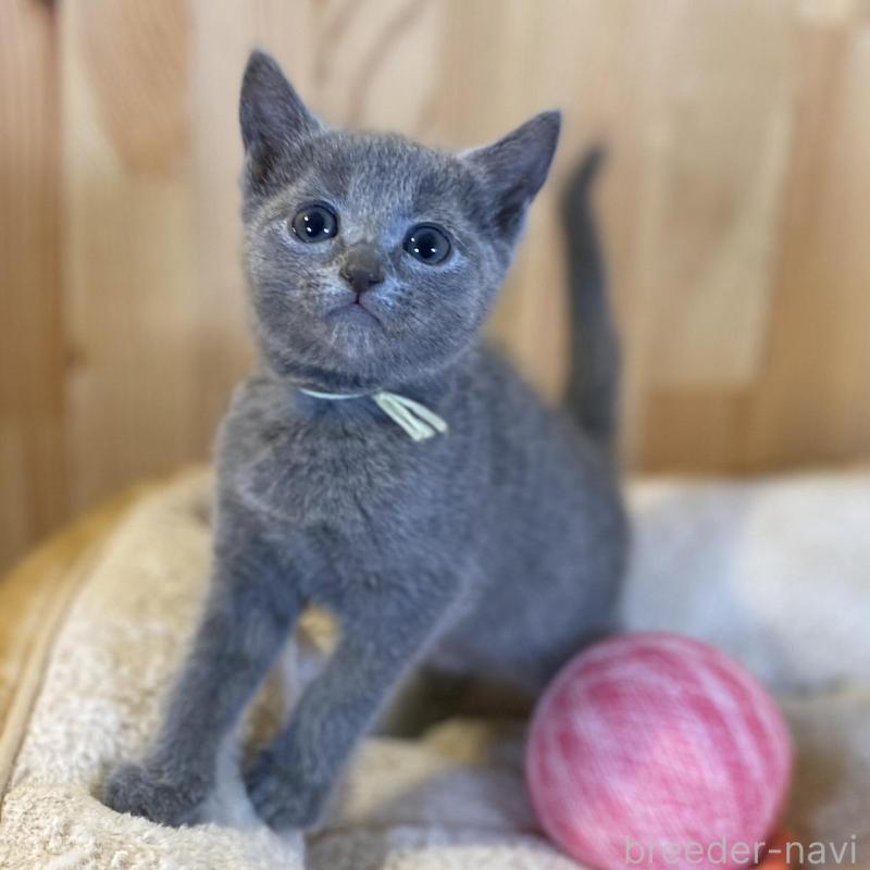 販売中の長野県のロシアンブルー-139512