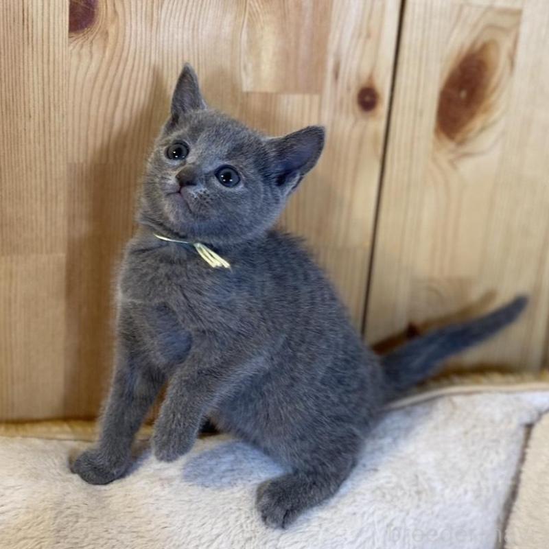 販売中の長野県のロシアンブルー-139512の12枚目