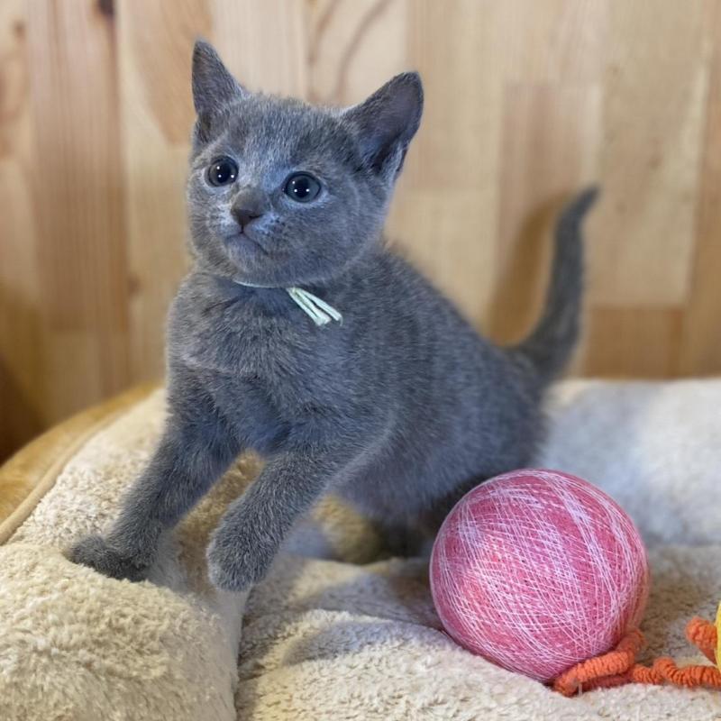 販売中の長野県のロシアンブルー-139512の11枚目