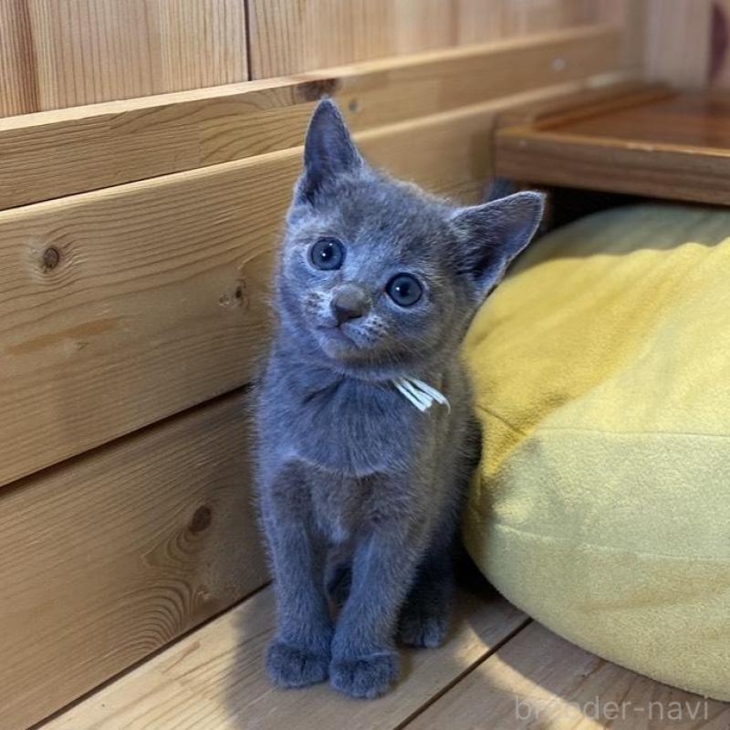 販売中の長野県のロシアンブルー-139512の10枚目