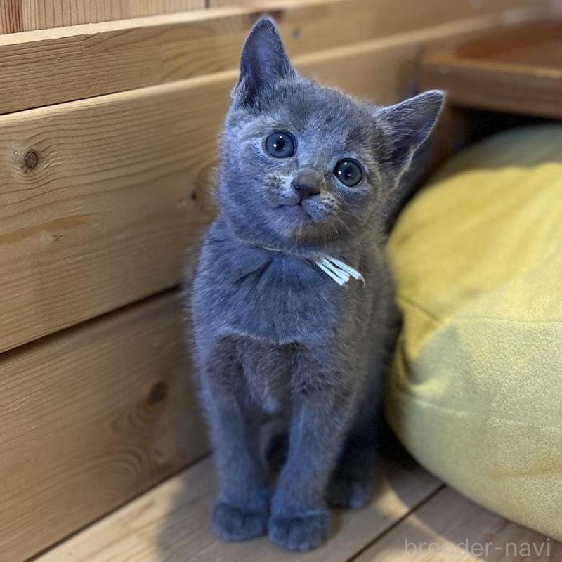 販売中の長野県のロシアンブルー-139512の9枚目
