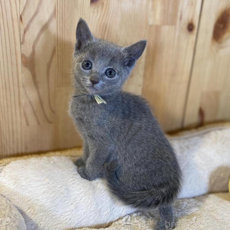 販売中の長野県のロシアンブルー-139512の8枚目