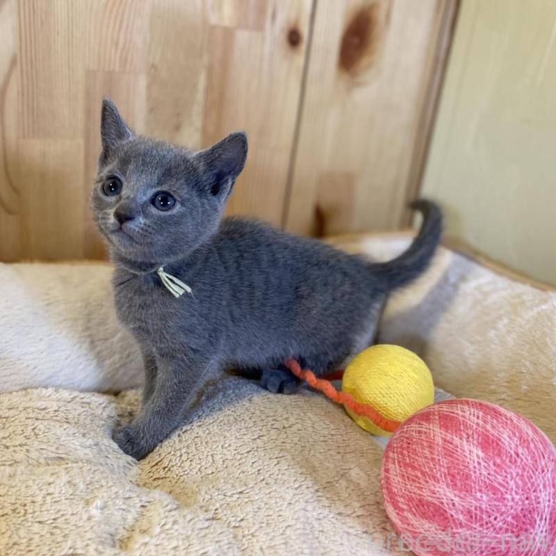 販売中の長野県のロシアンブルー-139512の7枚目