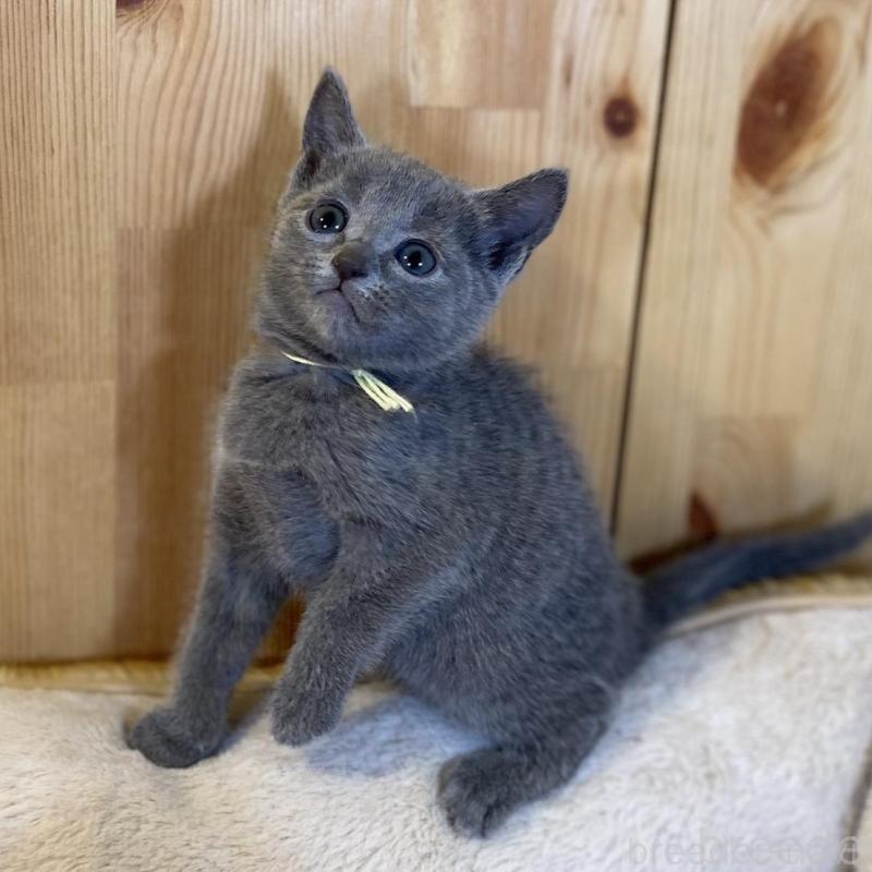 販売中の長野県のロシアンブルー-139512の6枚目