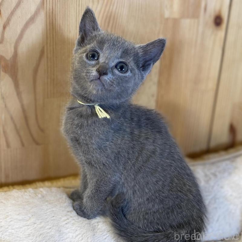 販売中の長野県のロシアンブルー-139512の5枚目