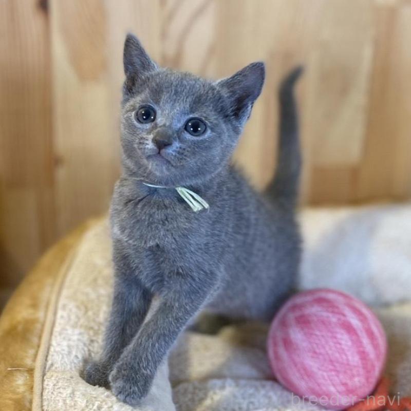 販売中の長野県のロシアンブルー-139512の4枚目