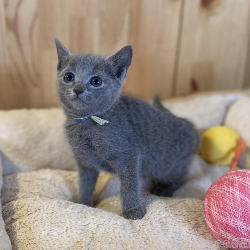 販売中の長野県のロシアンブルー-139512の3枚目