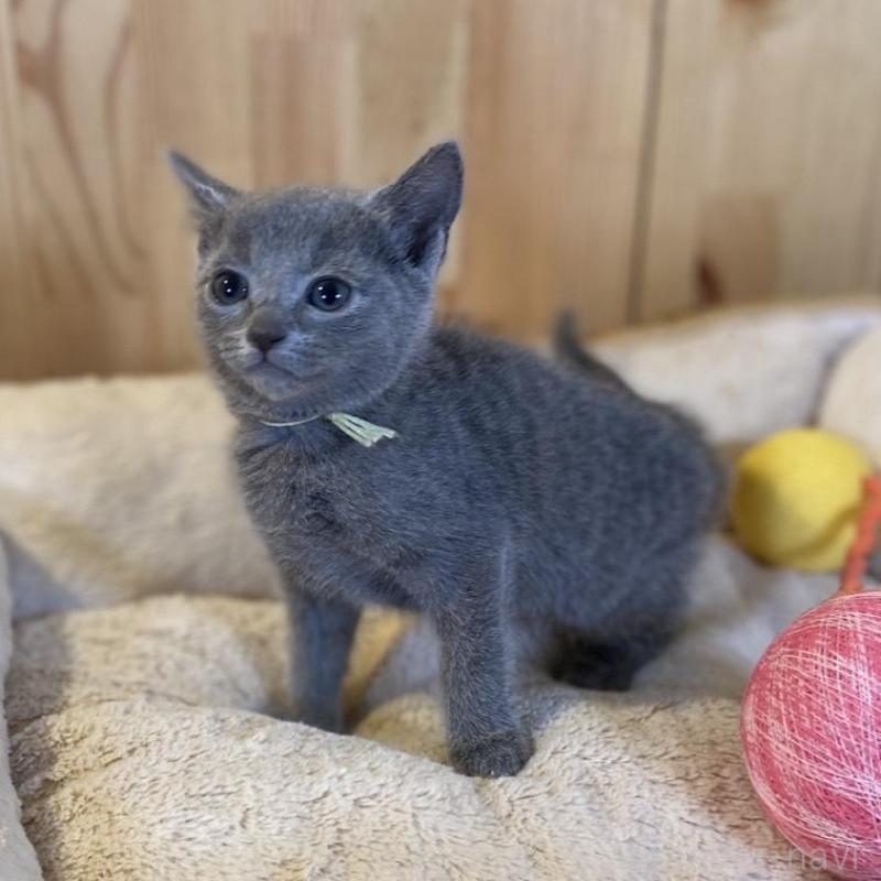 販売中の長野県のロシアンブルー-139512の2枚目