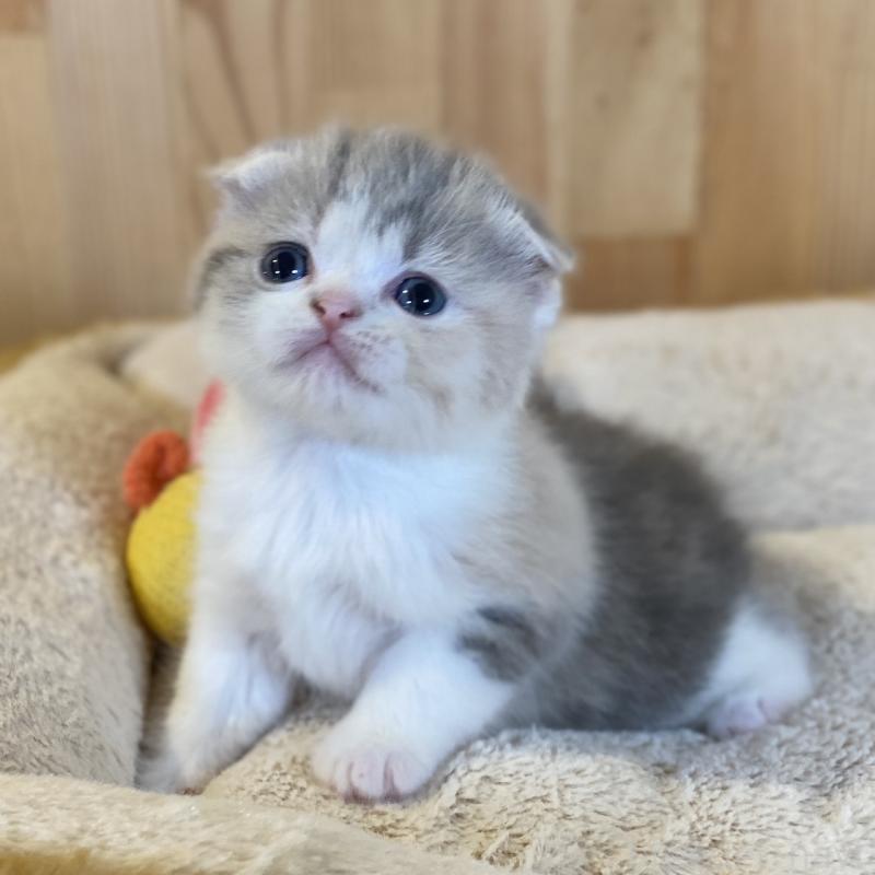 販売中の長野県のスコティッシュフォールド(折れ耳)-139513